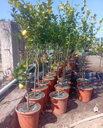 Piante di limoni zagara bianca