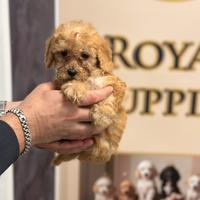 Cucccioli di barboncino nano piccolo disponibili