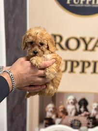 Cucccioli di barboncino nano piccolo disponibili