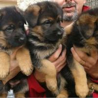 Pastore Tedesco cuccioli