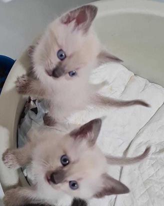 Gatti