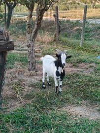 Capretto