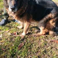 Adozione del cuore pastore tedesco