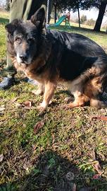 Adozione del cuore pastore tedesco