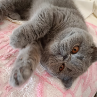 Gatti exotic shorthair