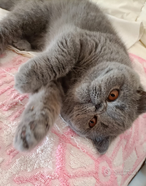 Gatti exotic shorthair