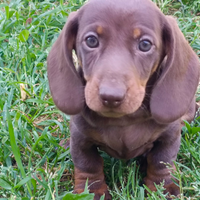 Bassotto tedesco originale