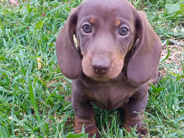 Bassotto tedesco originale