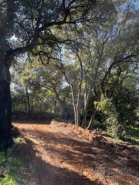 Eccezionale Terreno Agricolo di Sughera produttiva