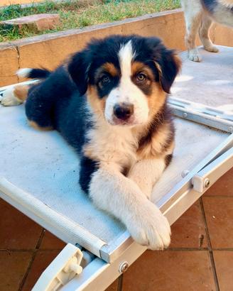 Cuccioli di Pastore Australiano Con Pedigree