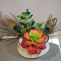 Composizione di piante grasse