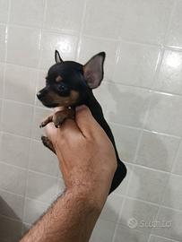 Cuccioli di pincher chihuahua