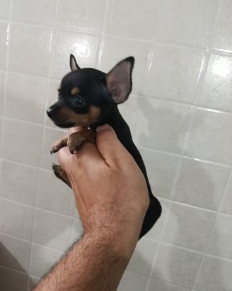 Cuccioli di pincher chihuahua