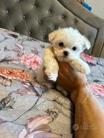 Cuccioli maltese mini toy
