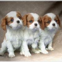 Cuccioli cavalier king charles biancoarancio