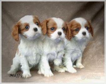 Cuccioli cavalier king charles biancoarancio