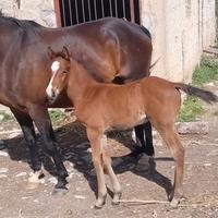Cavallo
