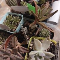 piccole piante grasse