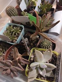 piccole piante grasse