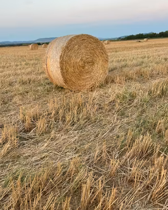 Foraggio e paglia