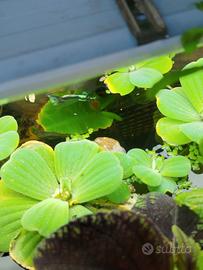 GUPPY COLORATISSIMI PURI 