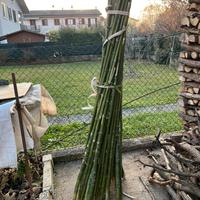 Canne di bambu