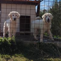 Cuccioli Maremmano Abbruzzese