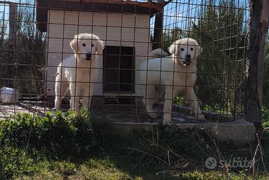 Cuccioli Maremmano Abbruzzese