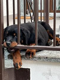 Cucciolo di Rottweiler