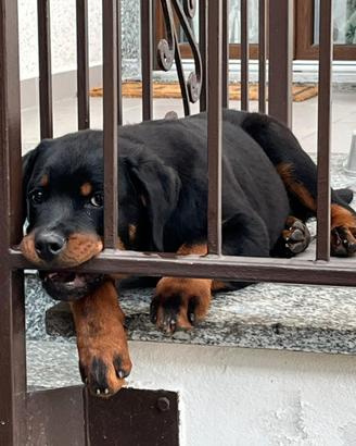 Cucciolo di Rottweiler