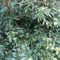 piante di mirto sardo.