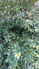 piante di mirto sardo.