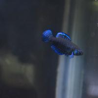 Coppia Argolebias nigripinnis