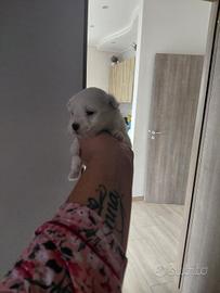 Animali