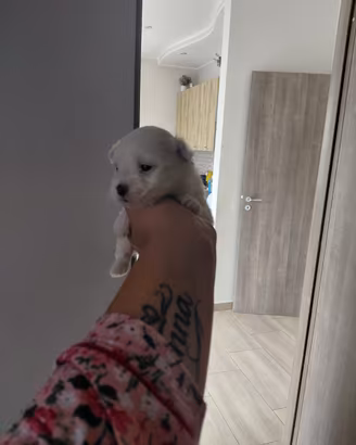 Animali