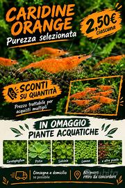 Caridine Neocaridine Orange - Linea Pura e Colorat