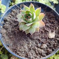 piantina grassa sempervivum, vaso singolo