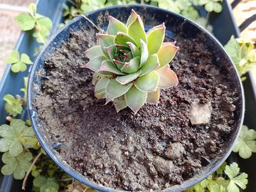 piantina grassa sempervivum, vaso singolo