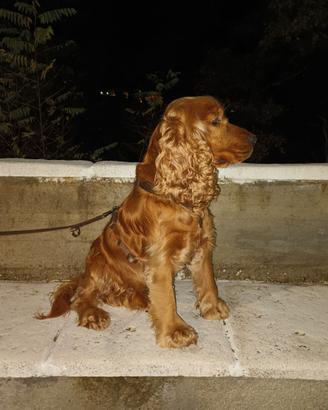 Cuccioli Cocker