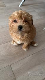 Cane maltipoo
