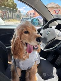 Cocker spaniel