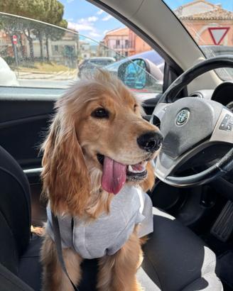 Cocker spaniel