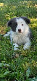 Border collie blue