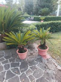 2 piante Cycas 