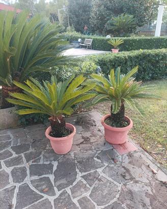 2 piante Cycas 