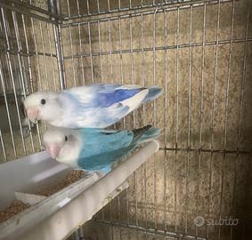 Inseparabili Roseicollis