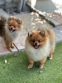 Spitz tedesco nano di Pomerania