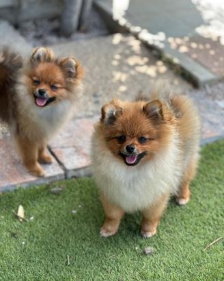 Spitz tedesco nano di Pomerania