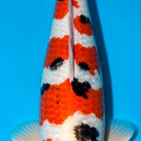 Carpe koi sanke
