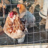 Araucana coppia